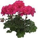 Bild von Geranium Staand P12 Moonlight Tumbao Extra Pink